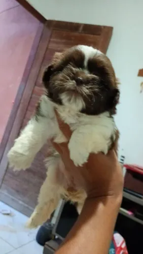Vende-se filhotes Shitzu
