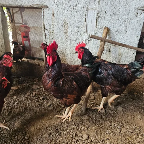 Galo Rhode Island - Venda Urgente 