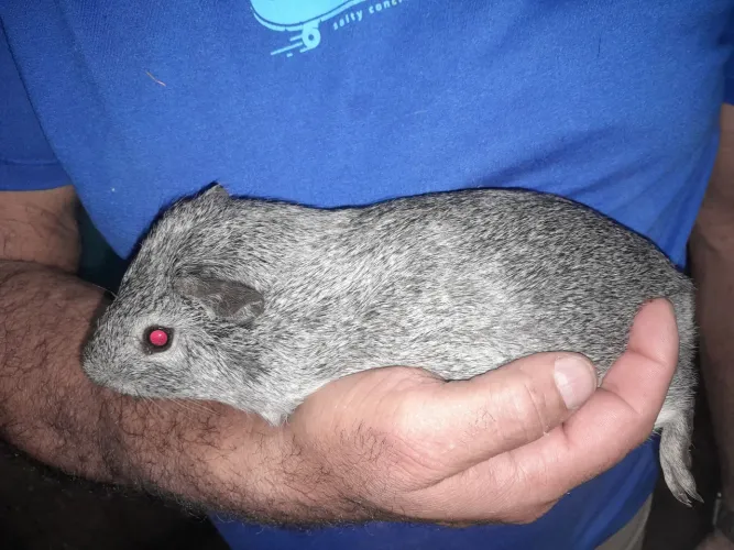 Porquinho