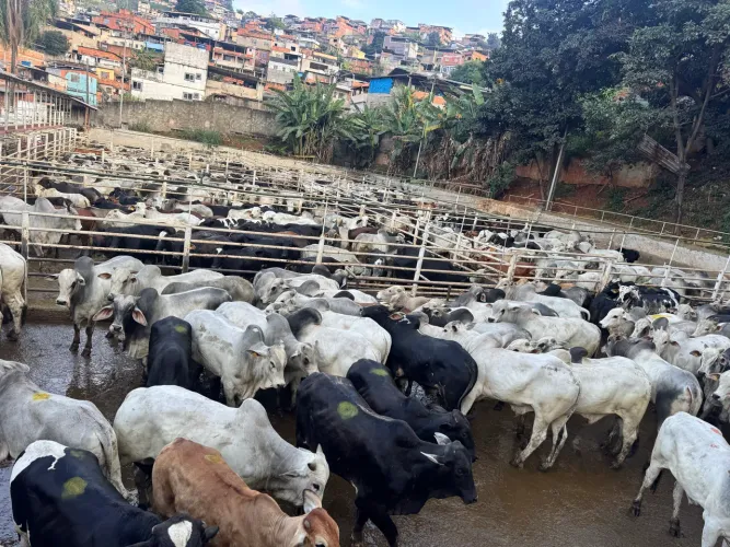 Vaga pra trabalho em frigorífico no vila ideal Juiz de Fora