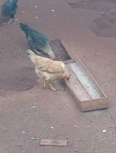 Galinha caipira novas 40 reais