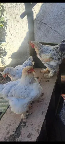 trio brahma splesh