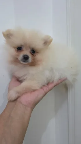 Fêmea de spitz alemão