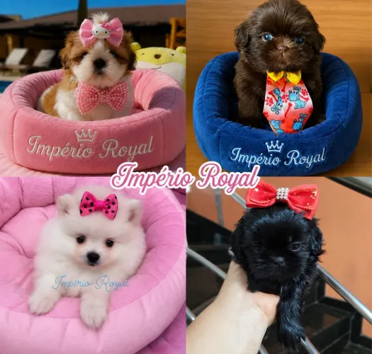 Lindos Filhotes de Shihtzu e Spitz Alemão! Império Royal
