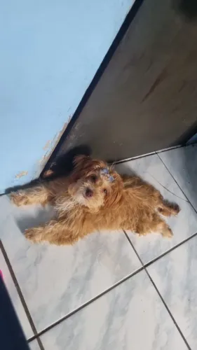 Fêmea shitzu com poodle pra cruza