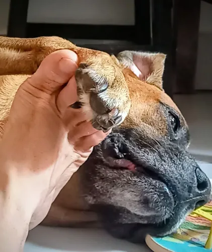 Gostaria de uma cruza com uma fêmea Boxer, meu Dog é um Hothesian com Boxer