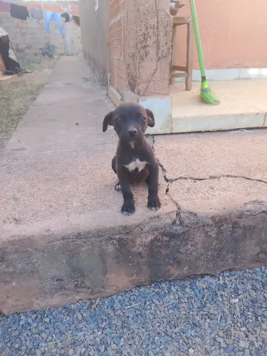 Cachorros pra adoção