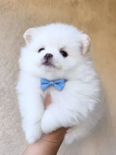 Lulu Da Pomerânia Anão Macho PRONTA ENTREGA
