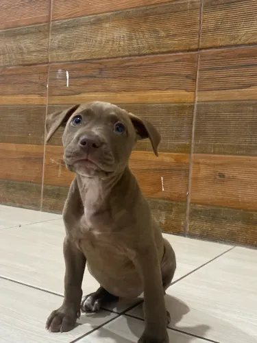 Filhote de pitbull 