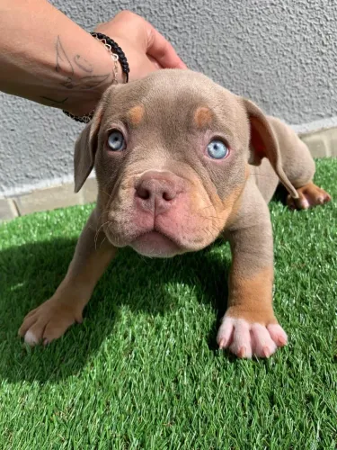 American bully fêmea