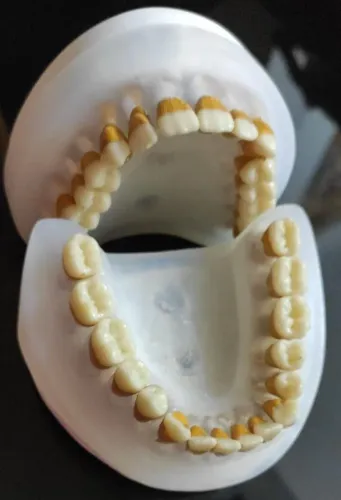 Manequim periodontia Pronew 