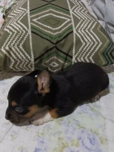 PINTI