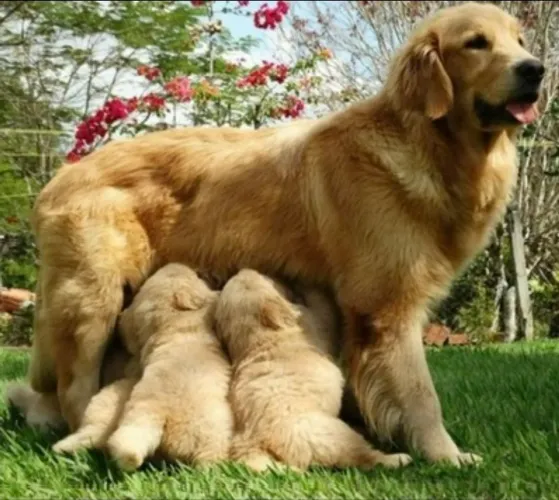 Golden retriever lindos filhotes campeões 