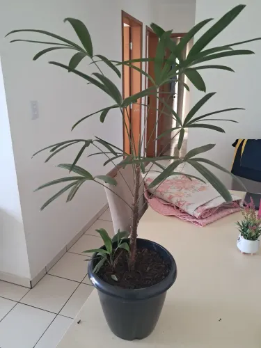 Planta