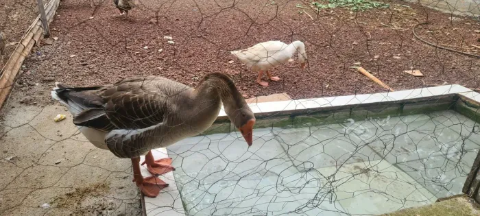 Casal de gansos