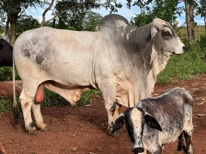 Touro Nelore mocho P.O., com seis anos de idade, em plena maturidade produtiva. Animal de