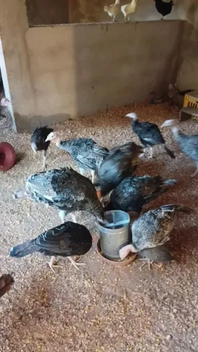 VENDO PERU