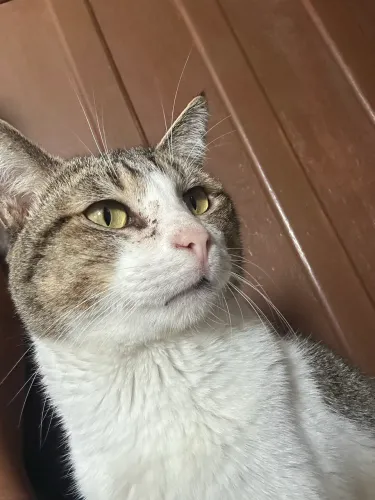 Adoção responsável Gato SRD Adulto