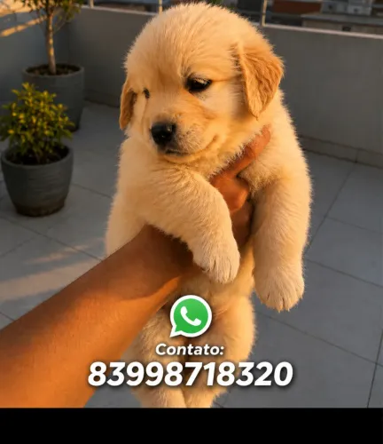 DOAÇÃO GOLDEN FILHOTE