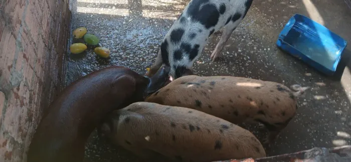 Vendo leitãos
