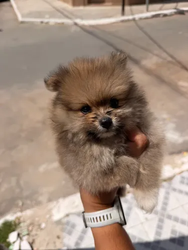 Spitz alemão