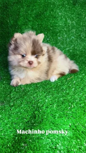 Filhotes Pomsky Disponíveis para São José do Rio Preto