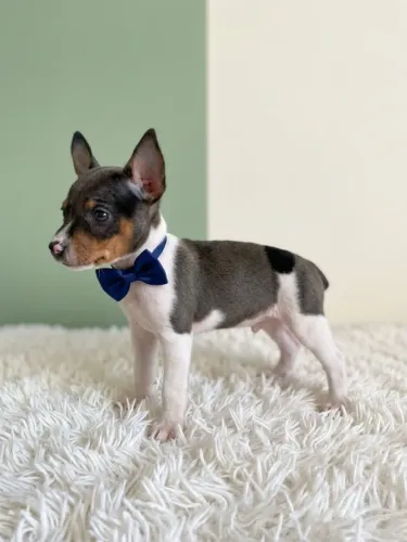 Pinscher Macho Elegante