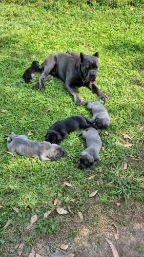 Filhotes de cane corso