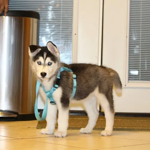Husky siberiano Uma carinha que fala por si só