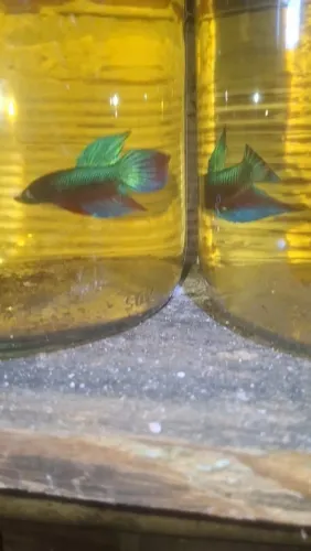 Bettas selvagems