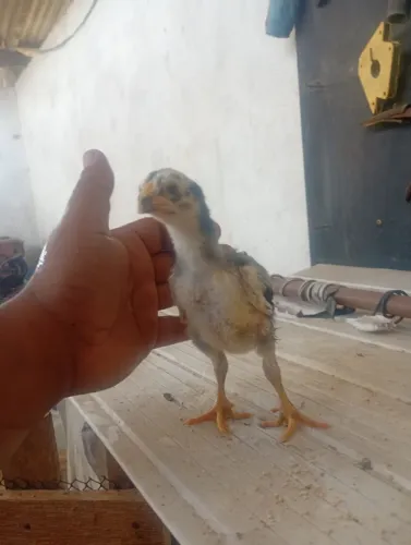 Pintos Índio gigante