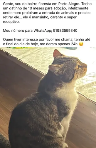 Demolidor 