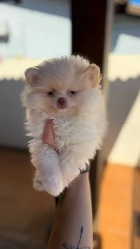 Spitz Alemão Anão (Lulu da Pomerânia) CREME - Macho