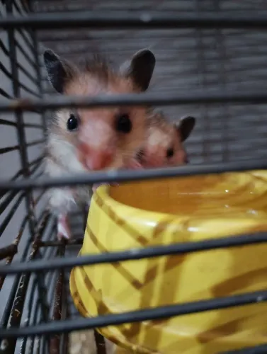 HAMSTERS 