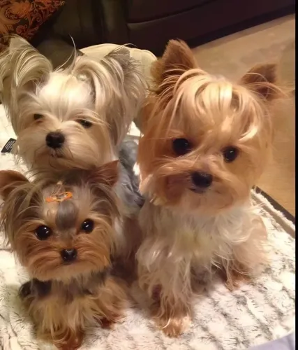 filhote Yorkshire Terrier,O presente perfeito para você e sua família tem quatro patas!