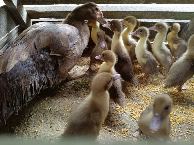 Pato / patinho