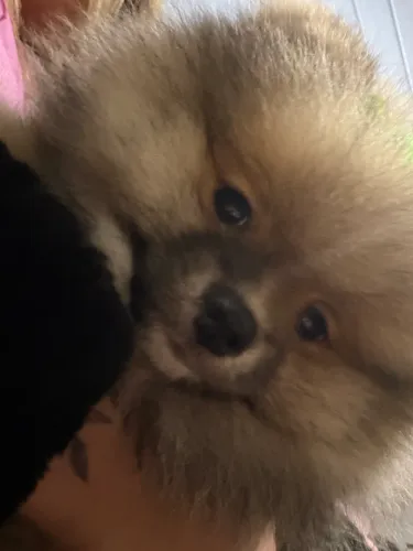 Vendo Lulu da Pomerânia