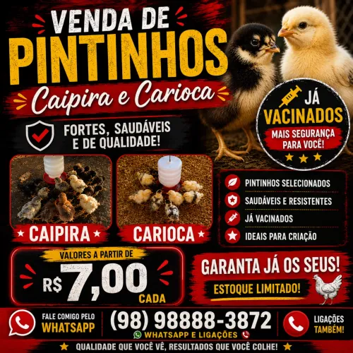 VENDA DE PINTA PINTAINHAS : CAIPIRA E CARIOCA