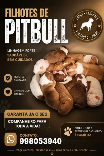 Filhote de Pit Bull 
