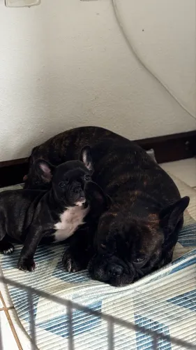 Filhote fêmea buldogue francês