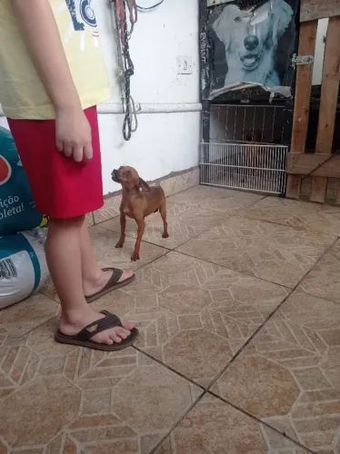Pinscher para cobertura 