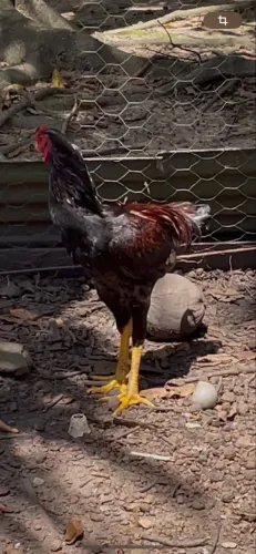 Frango
