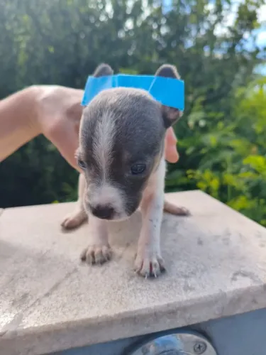 Pinscher ZER0 disponível em Hortolândia