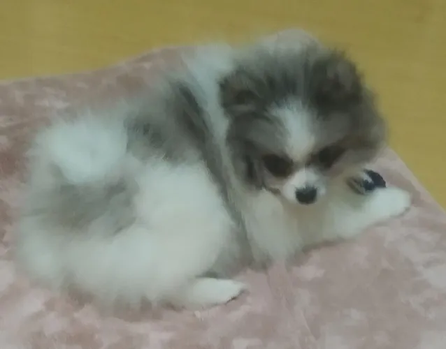 Lulu da Pomerânia anão