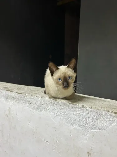 Gatinhos para adoção 