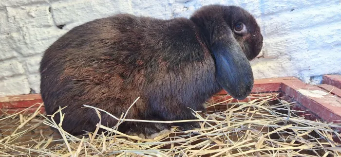 Lindo coelho Mini lop adulto reprodutor.