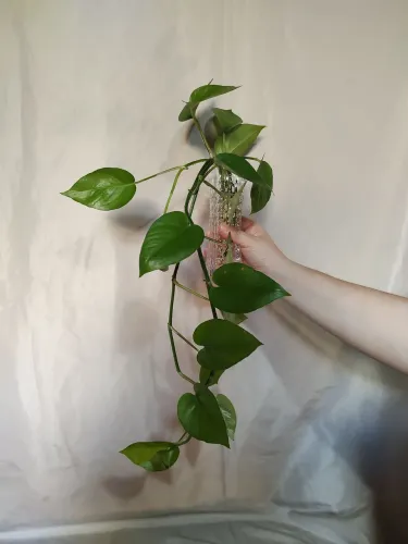 Plantas decorativas 