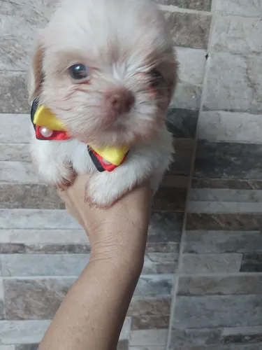 Lindo machinho nariz marrom disponível. Shihtzu 
