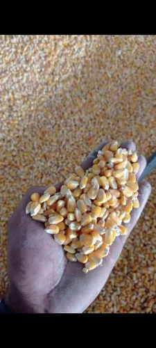 Milho, rações, alimentos.