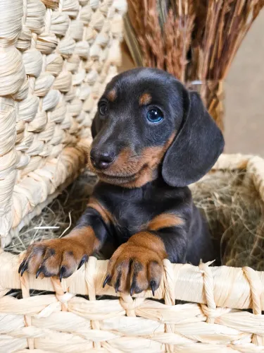Dachshund teckel Basset 